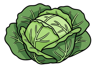 A detailed illustration of a cabbage, grain base, showcasing its textured leaves. Clean lines and a simple design make it ideal for various commercial applications.