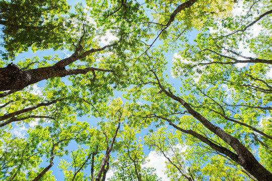 View looking up through a lush green tree canopy toward the bright sky, showcasing peaceful nature scenery and vibrant forest foliage
