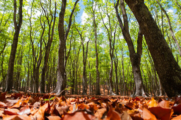 Vibrant sunlit forest scene with tall, slender trees and a fresh green canopy, contrasted by a carpet of orange autumn leaves on the ground. 