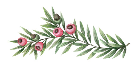 European yew branch with green foliage and pink berry hand drawn in watercolor with sparkling and pencil texture. Elegant festive botanical element. Perfect for Christmas card and other seasonal art.