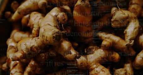 Displaying pile of fresh ginger roots with soil stained texture in market bin under warm lighting