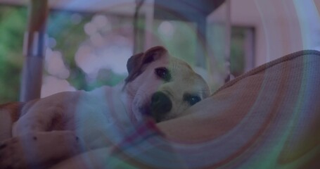 Resting small white-and-brown dog gazing at camera on covered porch hammock, with beige cushion