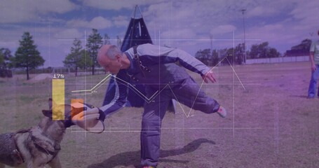 Training dog trainer on field using bite sleeve with German shepherd in harness biting