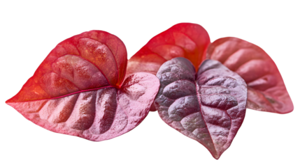 Red and purple leaves with natural texture ,isolated on white background.