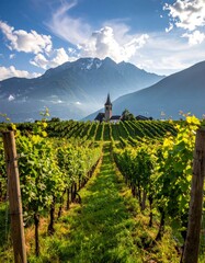 Vineyard Vista - Rows of Grapes Leading to a Distant Church.