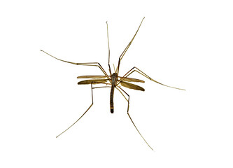 mosquito on white background