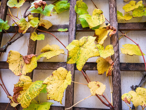 Autumn grapevine leaves on a wooden trellis, with yellow and brown colors showing the end of the season. - Powered by Adobe