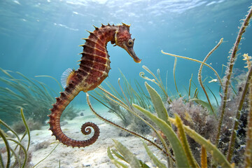 Mediterranean Seahorse - Hippocampus