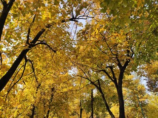 autumn tree in the park