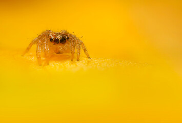 A beautiful close-up photo of a spider. Natural color background.