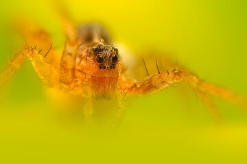 A beautiful close-up photo of a spider. Natural color background.