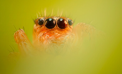 A beautiful close-up photo of a spider. Natural color background.