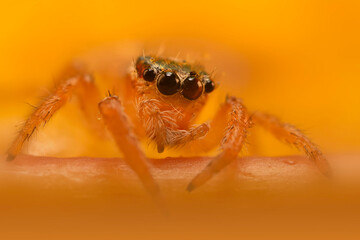 A beautiful close-up photo of a spider. Natural color background.