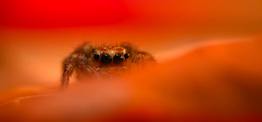 A beautiful close-up photo of a spider. Natural color background.