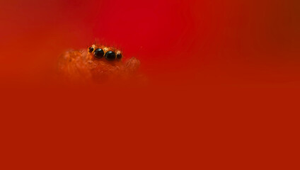 A beautiful close-up photo of a spider. Natural color background.