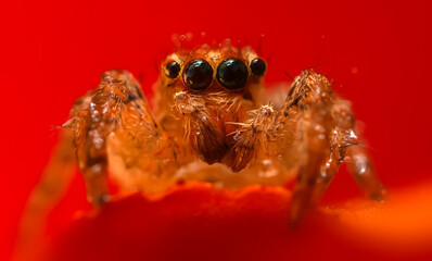 A beautiful close-up photo of a spider. Natural color background.