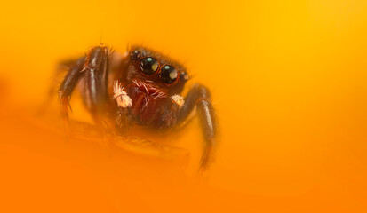 A beautiful close-up photo of a spider. Natural color background.