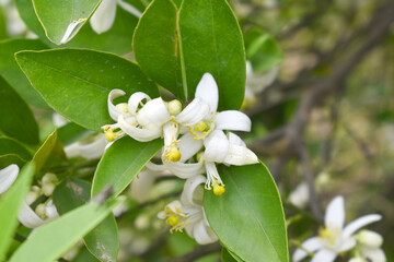 Blossoming orange tree flowers, orange blossoms, Spring harvest, closeup of Orange tree branches with flowers and leaves, buds and leaves, white little flower closeup, Chakwal, Punjab, Pakistan