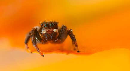 A beautiful close-up photo of a spider. Natural color background.