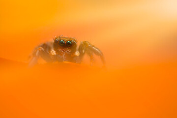 A beautiful close-up photo of a spider. Natural color background.