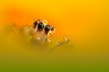 A beautiful close-up photo of a spider. Natural color background.