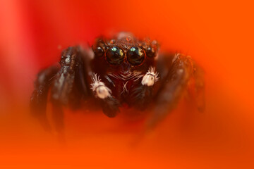 A beautiful close-up photo of a spider. Natural color background.