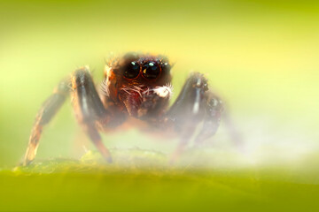 A beautiful close-up photo of a spider. Natural color background.