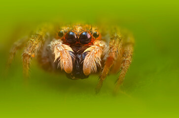 A beautiful close-up photo of a spider. Natural color background.