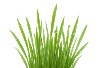 Fresh green grass blades covered with clear water droplets, symbolizing nature, growth, freshness, and purity. Transparent background