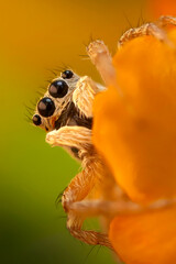A beautiful close-up photo of a spider. Natural color background.