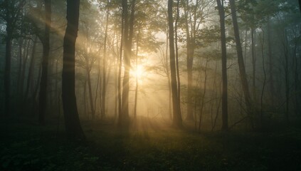 Fototapeta premium Piercing sunrays streaming through dense forest canopy at dawn, with mist and tree trunks