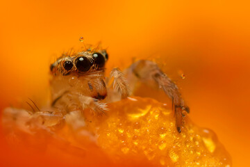 A beautiful close-up photo of a spider. Natural color background.