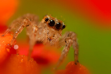 A beautiful close-up photo of a spider. Natural color background.