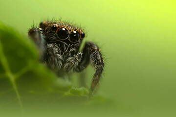 A beautiful close-up photo of a spider. Natural color background.