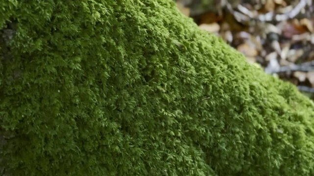 Close up of green moos growing on tree trunk, autumn forest background 