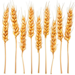 Golden Wheat Ears Isolated on White Background