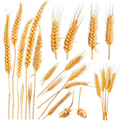 Golden Wheat Ears Isolated on White Background