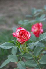 Beautiful red rose flower closeup in garden, A very beautiful red rose flower bloomed on the rose tree, Rose flower closeup, bloom flowers, Natural spring flower, Natural floral background,