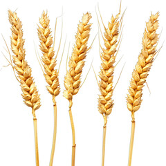 Golden Wheat Ears Isolated on White Background