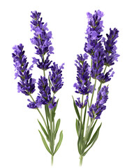 Lavender Sprigs Isolated on Transparent Background