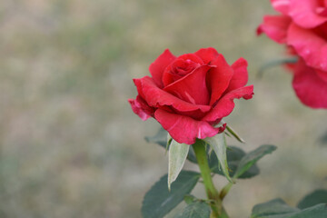 Beautiful red rose flower closeup in garden, A very beautiful red rose flower bloomed on the rose tree, Rose flower closeup, bloom flowers, Natural spring flower, Natural floral background,