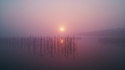 Fototapeta premium Rising sun casting pink and purple hues over lake at dawn, with reed clusters, reflection
