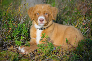 Nova scotia duck toller retriever puppy dog  in the forest