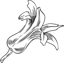 Hyacinth flower bell-shaped bud engraved sketch, hand drawn spring blossom plant, blooming herb botanical ink vector