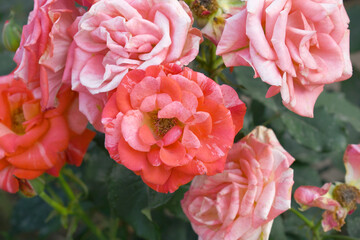 Beautiful red white rose flower closeup in garden, A very beautiful red white rose flower bloomed on the rose tree, Rose flower closeup, bloom flowers, Natural spring flower floral background