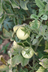 Green unripe Tomato, Green tomatoes plantation. Organic farming, young unripe tomato plant growth in greenhouse, Fresh green unripe tomatoes growing in the garden, Vegetable plantation with tomatoes