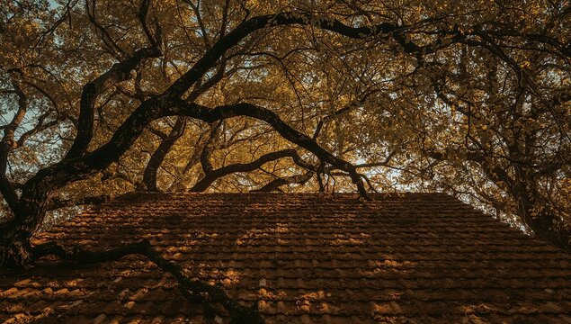 Displaying weathered tile roof under large gnarled branches in woodland, with dense golden leaves