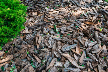 Garden soil covered with decorative wood bark