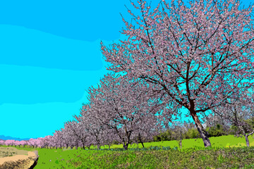 桜と青空　安行寒桜　北浅羽桜堤　埼玉県坂戸市　別名　大寒桜　オオカンザクラ