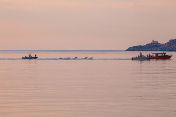 Dolphins play with fishing boats. Barents Sea at sunset.